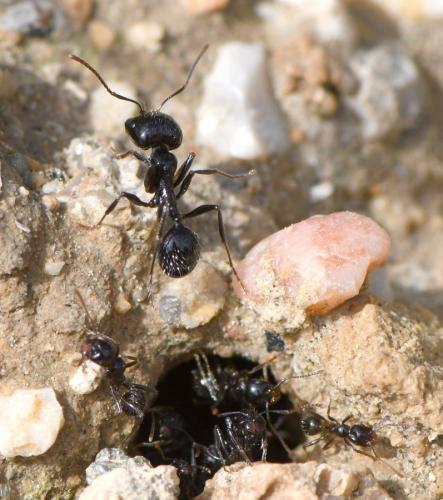 Réf. 249 103 : Messor sp.